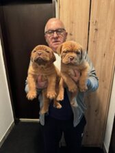 Bordoška doga štenci