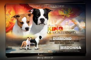 Američki staford terijer štenci