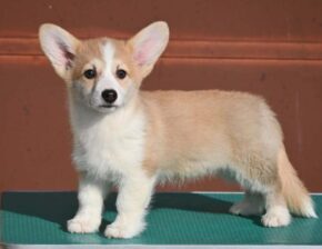 Velski korgi/Welsh Corgi Pembroke štenci