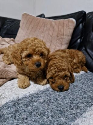 Crvena Toy Pudla prelepi štenci