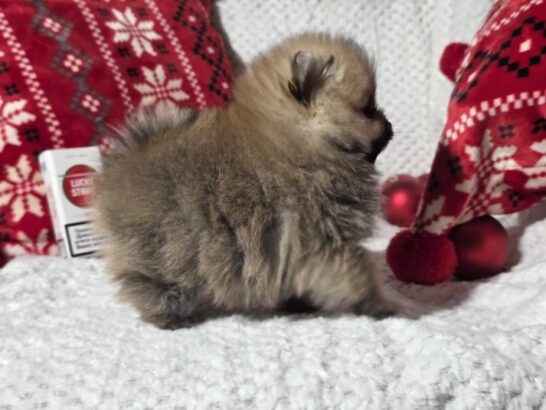 Pomeranac prelepi štenci