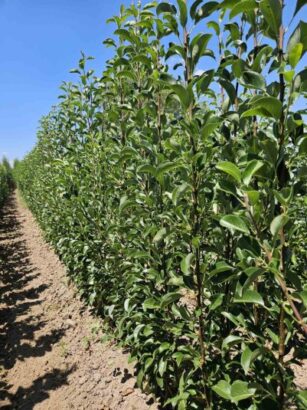 Sadnice voća – Kvalitetne sadnice iz Rasadnika Antić