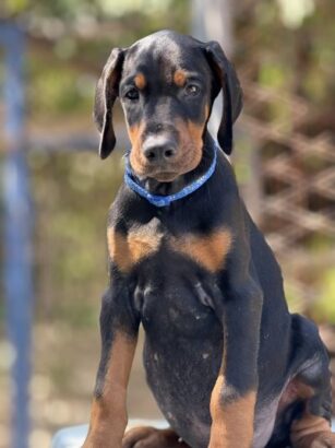 Prodaju se prelepi štenci dobermana, stari 3 meseca