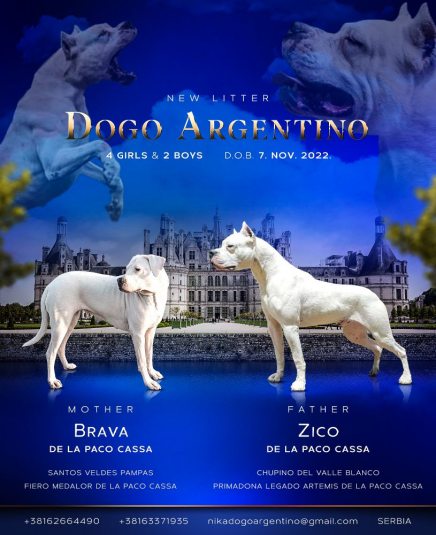 aaposter dogo argentino