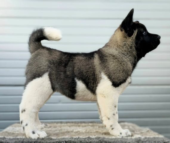 americka akita 01