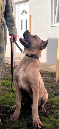 2 cane corso V0125