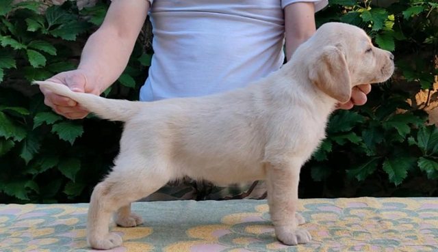 1 labrador DB0525