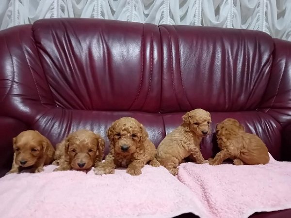 1 maltipoo G0525
