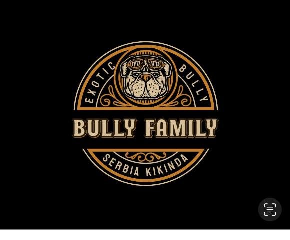 american bully 01
