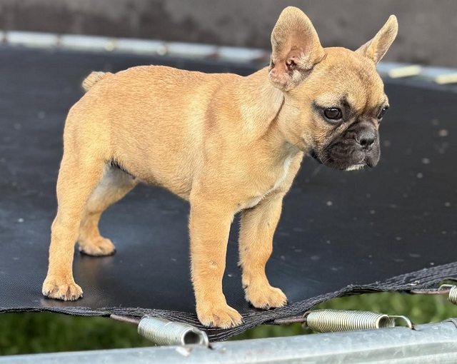1 francuski buldog M0625