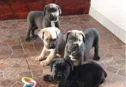 1 canecorsoJN0925