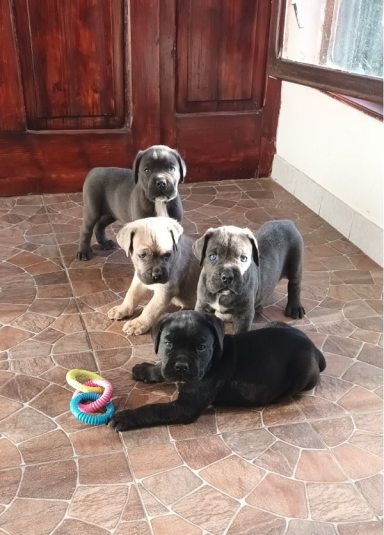 1 canecorsoJN0925