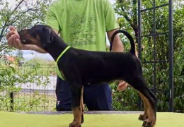 1 doberman AV0925
