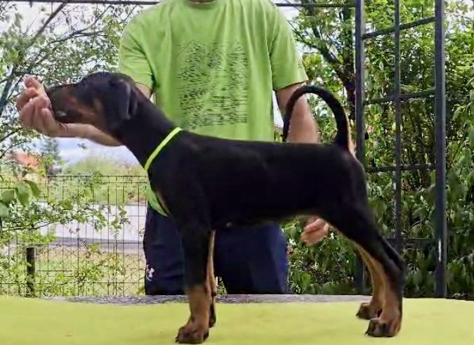 1 doberman AV0925