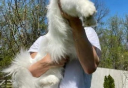 1 maine coon 0725