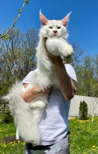 1 maine coon 0725