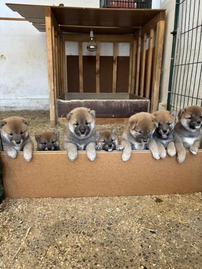 1 shiba inu DP0925