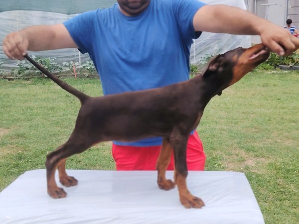 3 dobermani N0925
