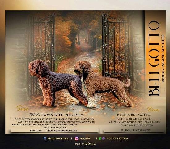 lagotto 01