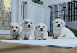 1 coton de tulear AP0925
