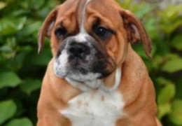 1 engbuldogA1025