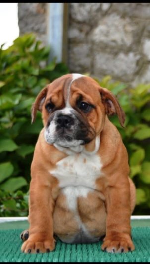 1 engbuldogA1025