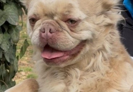 1 frbuldogTK1025