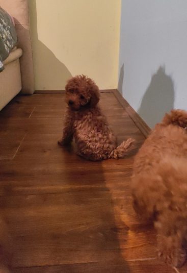 1 toy pudla 0410