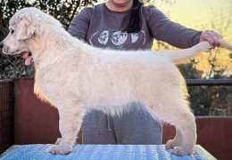 a5b594c7 2f19 4f55 aed7 158eda280fc4