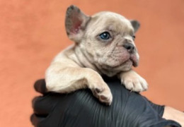 francuski buldog 01