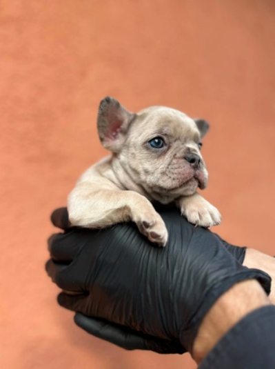 francuski buldog 01
