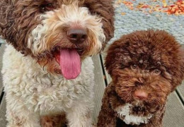 lagotto 01