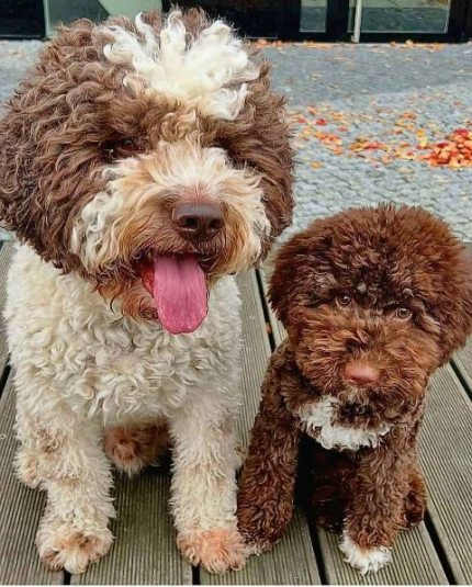 lagotto 01