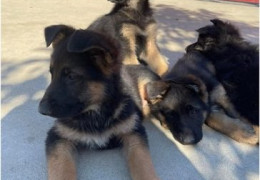 1 Nemački ovčarT1125