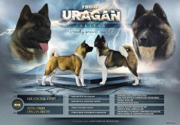 1 americka akita M1125