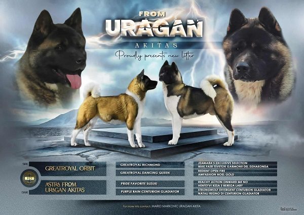 1 americka akita M1125