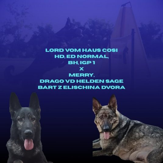 4viber slika 2025 11 01 11 38 31 412