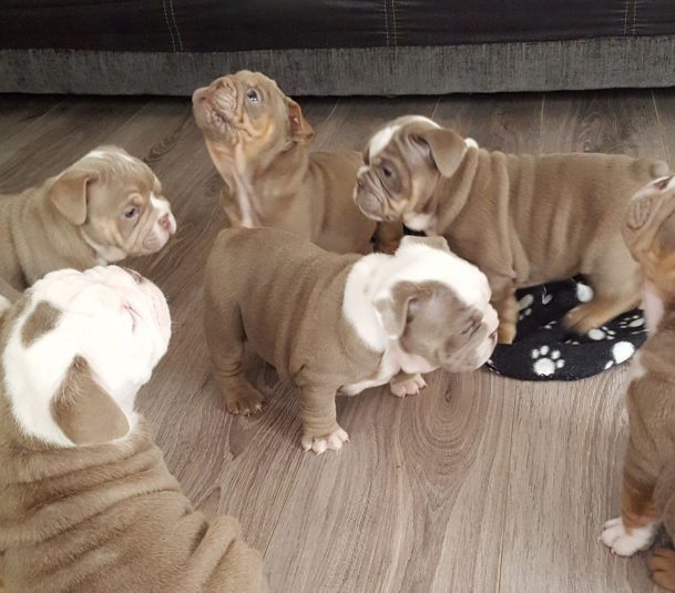 lilac and tan lilac tri british bulldogs 5a02ff774d5f8