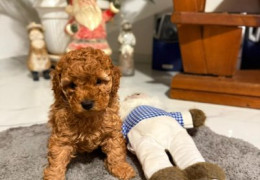 WhatsApp Image 2025 11 30 at 16.19.22 (1)