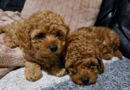 6f260867 202b 4c9a a9dd c93a69561b9b