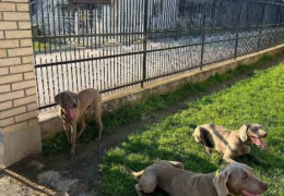 vajmarski ptičar 01