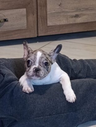 Stenad francuskog buldoga dva merle mu...