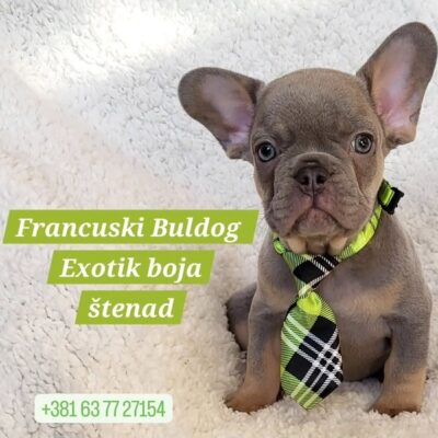 Francuski Bulldog štenci exotik boja 