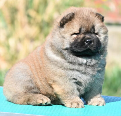 Chow Chow Cau Cau Čau Čau