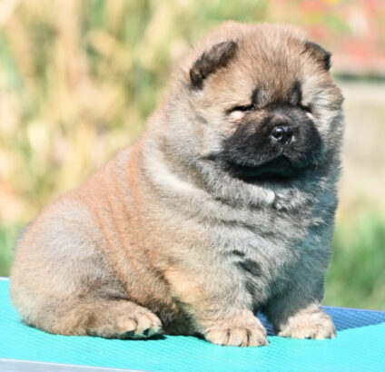 Chow Chow Cau Cau Čau Čau