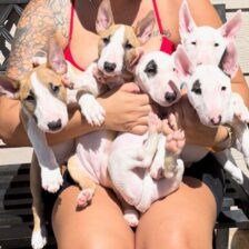 Minijaturni bul terijer