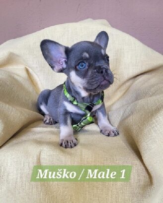 Francuski Bulldog štenci exotik boja 
