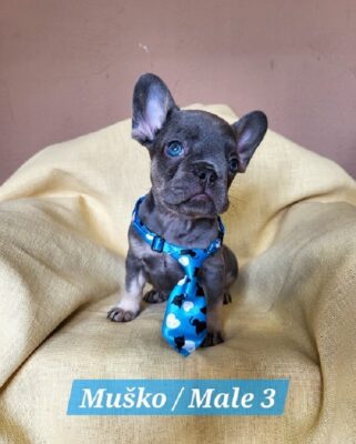 Francuski Bulldog štenci exotik boja 