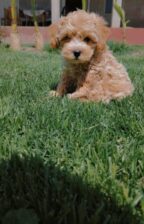 Maltipoo prelepi štenci