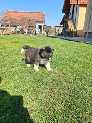 Americka Akita prelepi stenci